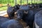 Buffalo mozzarella, ricotta, scamorza  cheese farm in Campania, Italy with livestock of mediterranean Buffalo breeds