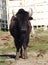 Buffalo with muddy feet