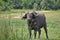 Buffalo of Murchison Falls Uganda