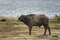 Buffalo in the National Park Tsavo East, Tsavo West and Amboseli