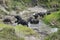 Buffalo in the National Park Tsavo East, Tsavo West and Amboseli