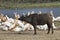 Buffalo in the National Park Tsavo East, Tsavo West and Amboseli