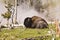 Buffalo Near Hot Spring