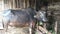 The buffalo of the Nepali local breed is the cousin of the buffalo of this breed. Its milk is very tasty