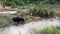 Buffalo in NGAO, LAMPANG city, THAILAND. Buffaloes eat in the grasslands by the river after heavy rain in the evening