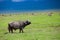 Buffalo in Ngorongoro crater Tanzania