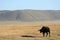 Buffalo - Ngorongoro Crater, Tanzania, Africa