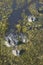 Buffalo in Okavango Delta