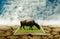 Buffalo on open book at dry land, Agriculture knowledge