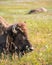 Buffalo on the open range in Yellowstone National Park