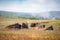 Buffalo on the open range in Yellowstone National Park