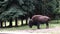 Buffalo in the paddock eats grass. Spruce and deciduous trees grow nearby.