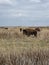 Buffalo on a plane pasture cloudy day