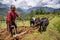 Buffalo and plough Nepal