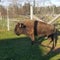 Buffalo in Prince Edward Island Canada