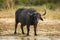 Buffalo on river bank South Africa