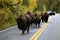 Buffalo On Road