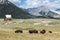 Buffalo roaming the land with a covered wagon sitting in the field with mountains looming.