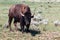 Buffalo roaming on the prairie