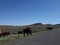 Buffalo roaming in wyoming