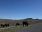 Buffalo roaming in wyoming