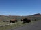 Buffalo roaming in wyoming