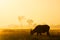 Buffalo silhouette in golden sunlight