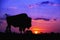 Buffalo silhouette at sunrise