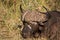 Buffalo sleeping in grass with oxpecker