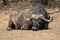 Buffalo sleeping at kruger national park