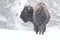 Buffalo in snow