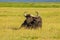 Buffalo spotted in the Amboseli National Park