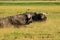 Buffalo spotted in the Amboseli National Park