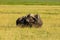 Buffalo spotted in the Amboseli National Park