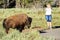 Buffalo standing close to a tourist in Yellowstone National Park