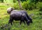 buffalo standing and grazing grass in the morning light, eating some fresh green grass in the farm. Buffalo in Southeast Asia