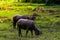 buffalo standing and grazing grass in the morning light, eating some fresh green grass in the farm. Buffalo in Southeast Asia