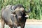 Buffalo standing in a water hole.