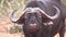 Buffalo stare at camera with water dripping