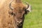 Buffalo surrounded by flies in a green meadow in Sweden national park