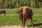 Buffalo surrounded by flies licks himself with his tongue