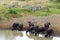 Buffalo take over a waering hole as a herd of zebra move off