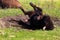 A buffalo taking a dust bath