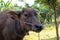 Buffalo thai Eating grass,Life \' Machine of Farmer. Original agri