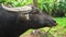 A buffalo tied by a nose ring grazes in the tropical jungles of Asia.