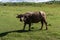 Buffalo, traditional farm animal worker in remote province