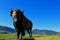 The Buffalo Trail status, National Museum of Wildlife art, Grand Teton