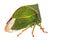 Buffalo Treehopper (Stictocephala Bisonia)