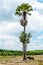 Buffalo under the palm trees, Thai raise animal style release buffalo to eat grass in a field in countryside Thailand