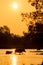 Buffalo walk across the river with silhouette